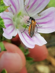 Oedemera simplex