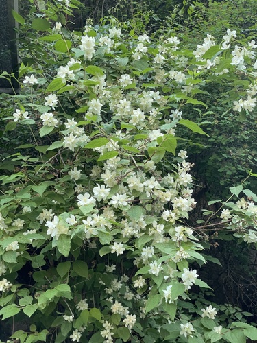 Beijing mock orange (Philadelphus pekinensis)