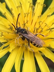 Nomada luteoloides