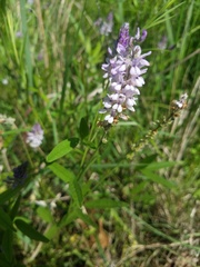 Orbexilum pedunculatum