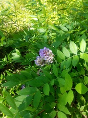 Wisteria frutescens