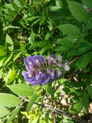 Wisteria frutescens