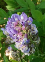 Wisteria frutescens