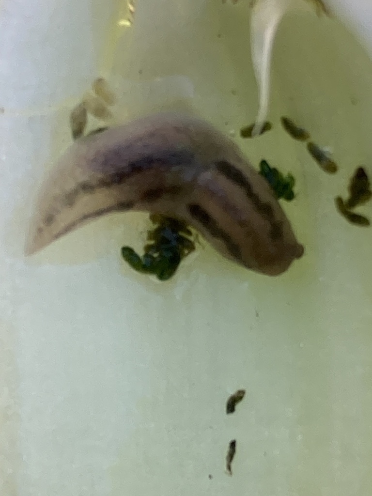 Tree Band Slugs Threeband Slugs from Burraneer Rd, Coomba Park, NSW, AU on June 9, 2024 ...