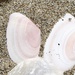 オオモモノハナ