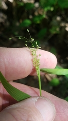 Dichanthelium lanuginosum