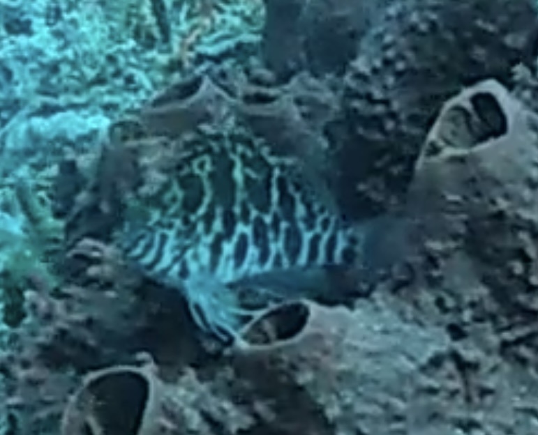 Spotted hawkfish
