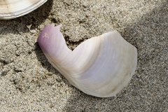 アリソガイ