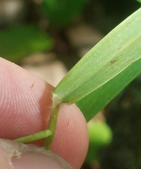 Dichanthelium lanuginosum