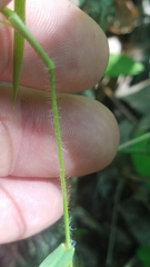 Dichanthelium lanuginosum