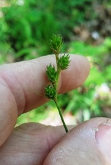 Carex brevior