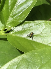 Condylostylus occidentalis
