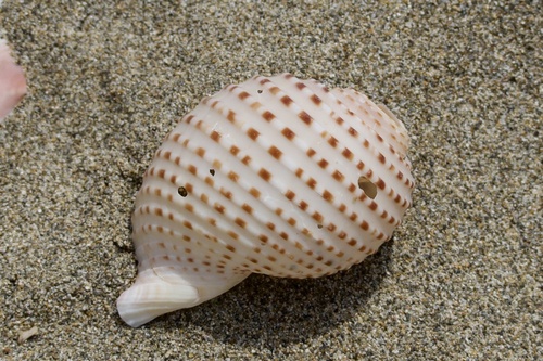 ウズラミヤシロガイ