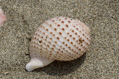 ウズラミヤシロガイ