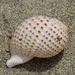 ウズラミヤシロガイ