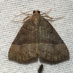 Hypena deceptalis