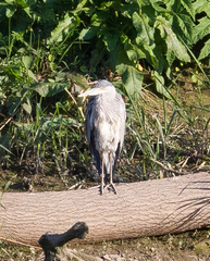 Ardea cinerea