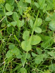 Trifolium repens