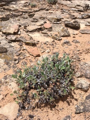 Eriogonum arcuatum