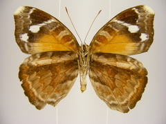Euriphene atossa australis
