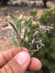 Heterotheca hirsutissima