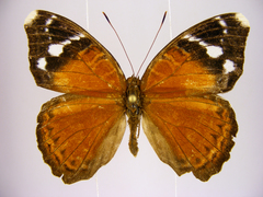 Euriphene atossa australis
