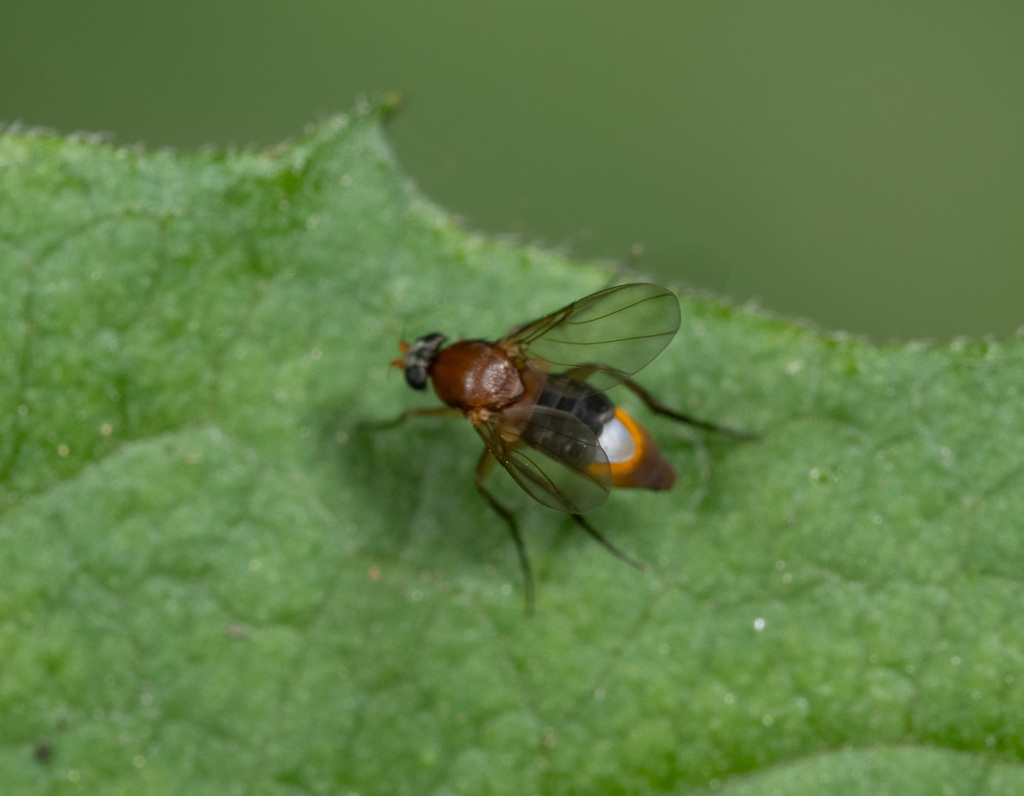 Phalacrotophora fasciata