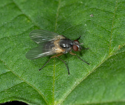 Mydaea humeralis