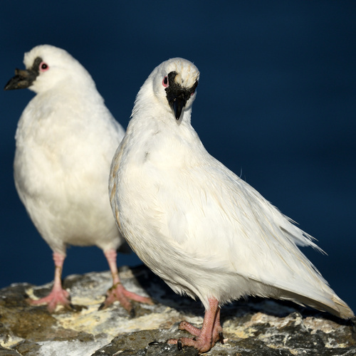 iNaturalist image