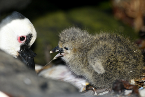 iNaturalist image
