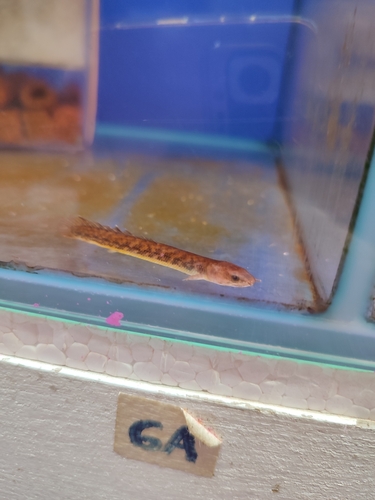Teugels' bichir (Polypterus teugelsi) — Polypteridae — 2