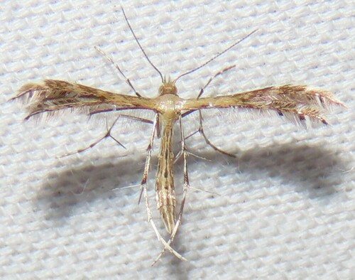 Sundew Plume Moth photo 5