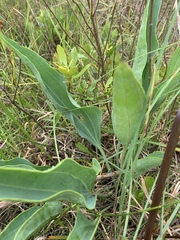 Arnoglossum plantagineum