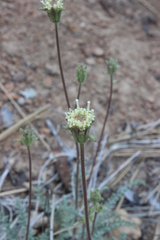 Chaenactis santolinoides