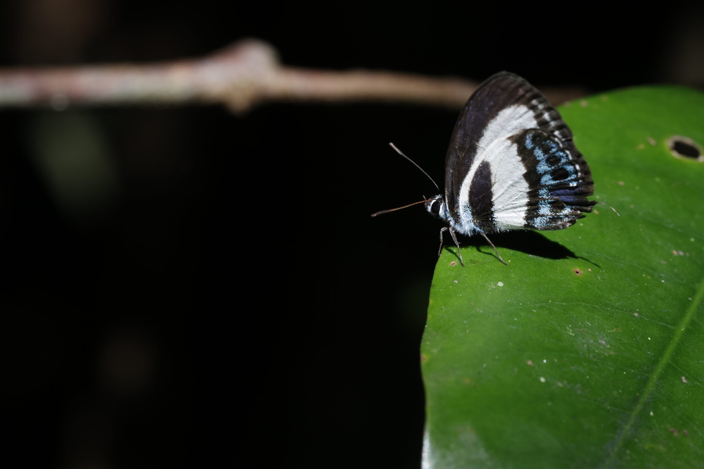 Tailed Green-banded Line Blue from Goldfield Tk, Babinda, QLD, AU on ...