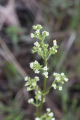 Valeriana edulis