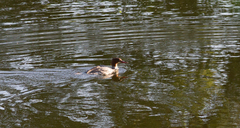 Mergus merganser