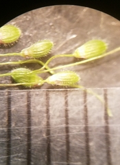 Dichanthelium lanuginosum