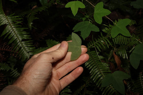 Image of Passiflora herbertiana by (c) Greg Tasney, some rights reserved (CC BY-SA)