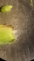 Dichanthelium lanuginosum