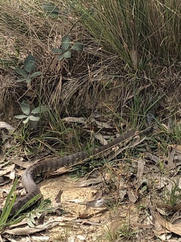 Tiger Snake sighting