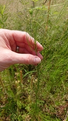 Ptilimnium capillaceum