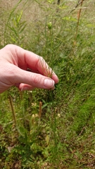 Ptilimnium capillaceum