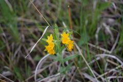 Lithospermum canescens