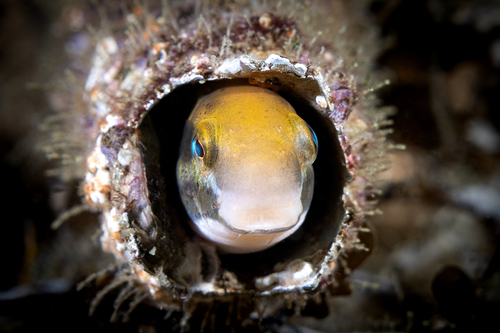 Brown sabretooth blenny (Petroscirtes lupus) — Blenniidae — 4