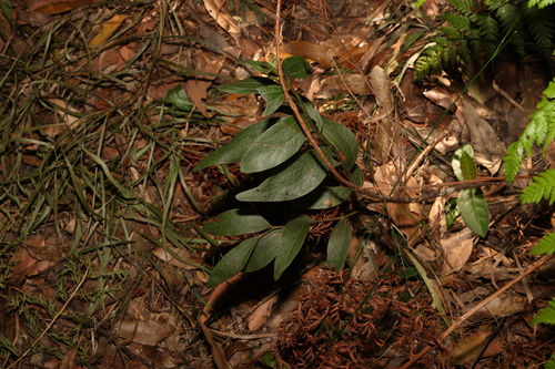 Image of Acacia binervata by (c) Greg Tasney, some rights reserved (CC BY-SA)