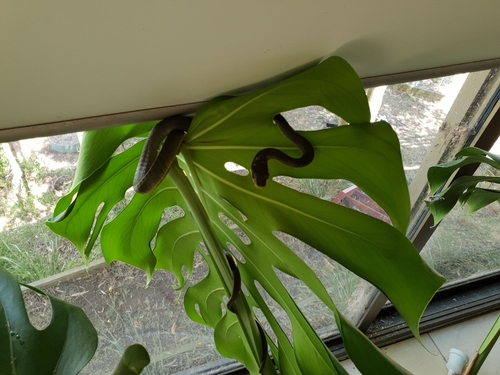 Common Tree Snake sighting