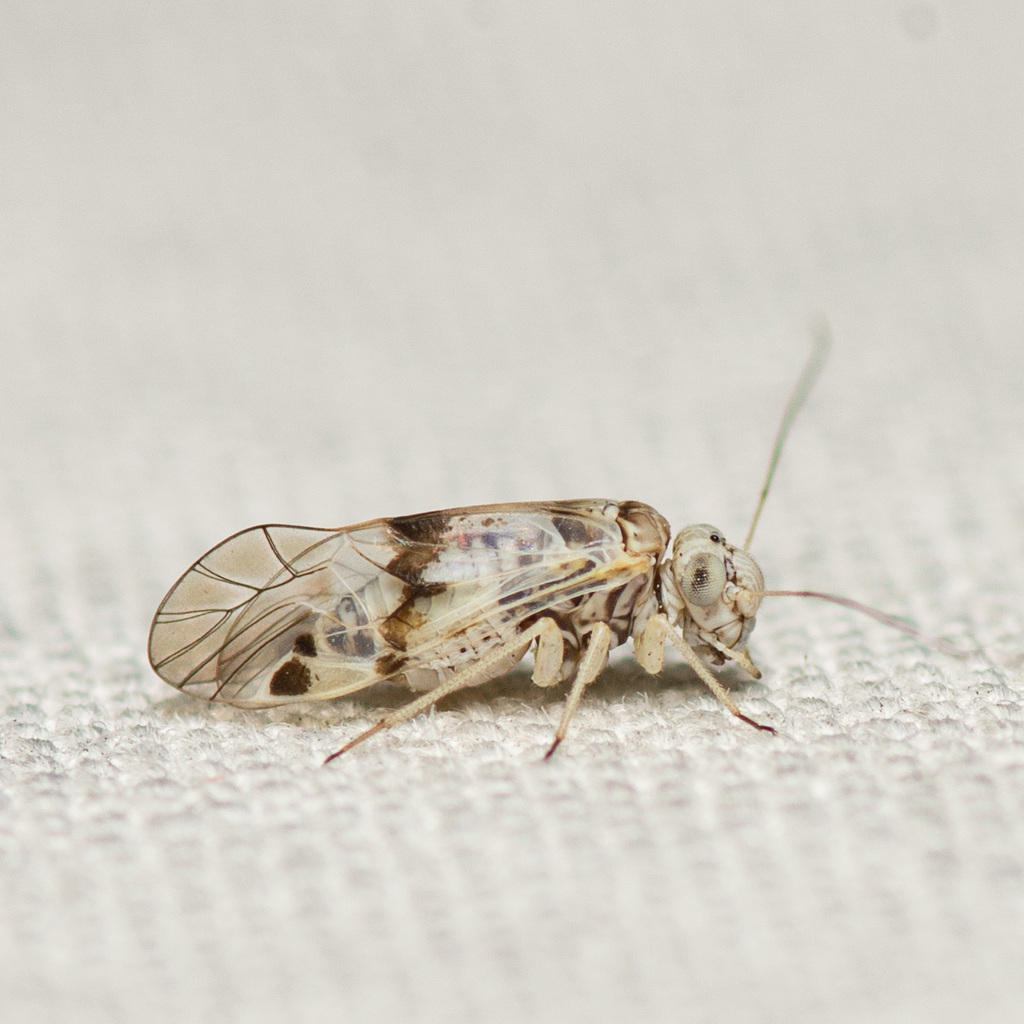 Indiopsocus lacteus