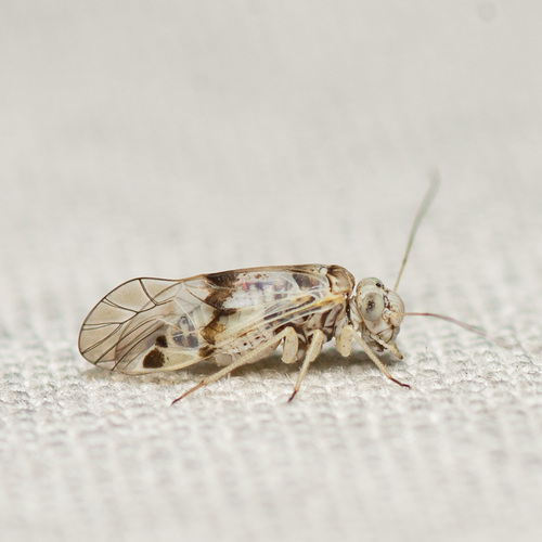 Indiopsocus lacteus