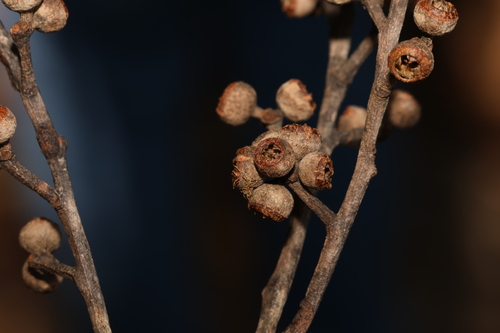 Image of Eucalyptus tindaliae by (c) Greg Tasney, some rights reserved (CC BY-SA)